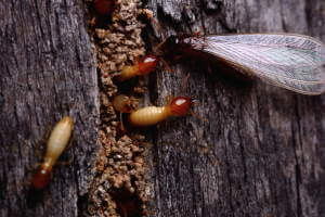 Copper Naphthenate protects against insects including Formosa Subterranean Termites